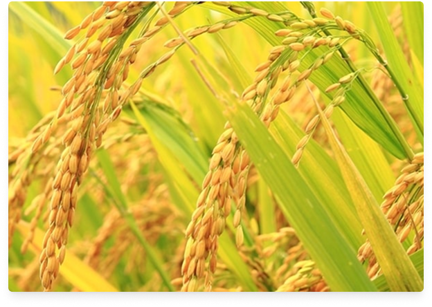 Rice Exporters Association